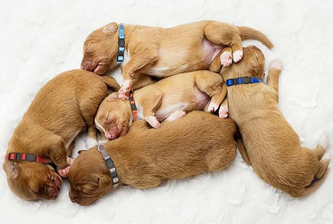 16 PCS Puppy Collars for Small Puppies, Safety Buckle Puppy Collars for Litter Nylon Adjustable Whelping Collar Pet Supplies,Stuff,Accessories(M)