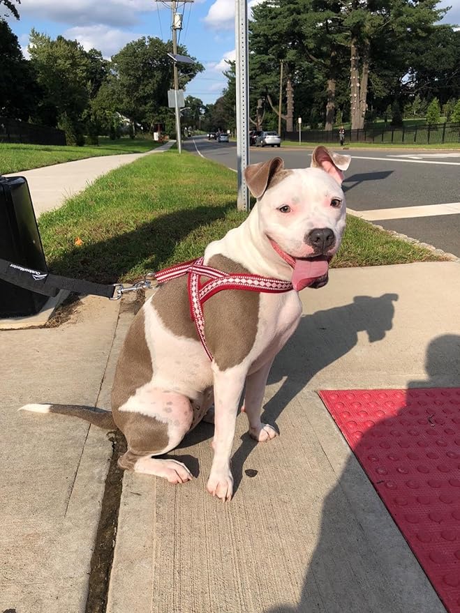Blueberry Pet 4 Colors Soft & Comfy 3M Reflective Jacquard Padded Dog Harness, Chest Girth 16.5" - 21", Marsala Red, Small, Adjustable Harnesses for Dogs