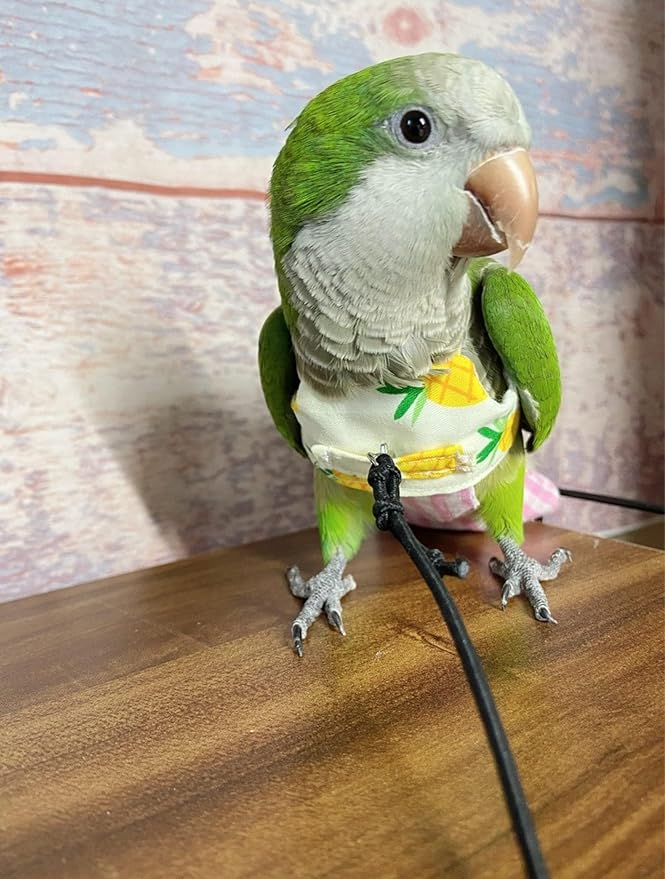Bird Flight Harness Vest, Parrot Suit for Cockatiels Conures Budgies, Flying Clothes Rope and Handle Outdoor Activities Training