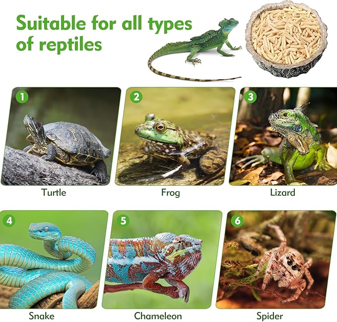 Small Reptile Food Dish 2 Pack - Novelty Feeding Bowl for Lizard, Gecko, Spider, Scorpion & Chameleon