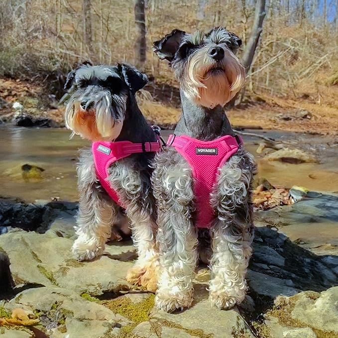 Best Pet Supplies Voyager Adjustable Step-In Flex Breathable Mesh Dog Harness for Small Medium Large Dogs (Fuchsia), XL