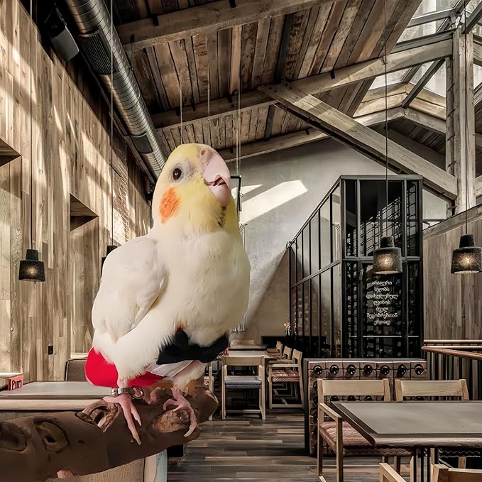 Bird Diapers with Bow Bird Harness Tuxedo Flight Suits with 80in Flying Leash Parrot Nappy with Waterproof Inner Layer Urine Wet Suite for Cockatiel Conure Parakeet Macaw Budgie-Red,XL