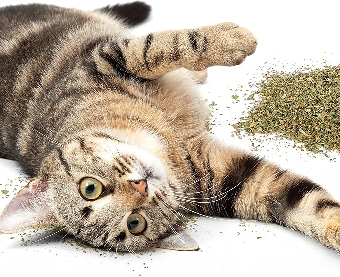 Petlinks Pure Bliss 100% Certified USDA Organic Catnip for Cats & Kittens, Pure & Potent Stimulant/Attractant, Shaker Canister - 2.0 oz