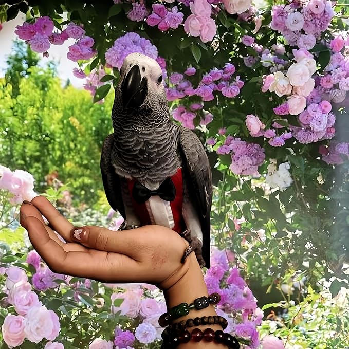 Bird Diapers with Bow Bird Harness Tuxedo Flight Suits with 80in Flying Leash Parrot Nappy with Waterproof Inner Layer Urine Wet Suite for Cockatiel Conure Parakeet Macaw Budgie-Red,XL